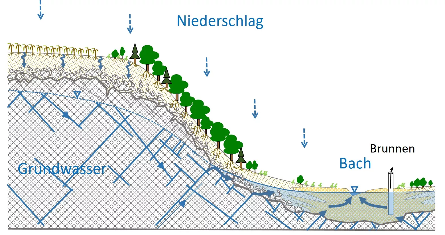 schematischer Geländeschnitt, der den Fließweg des unterirdischen Wassers durch den Boden und das Gestein bis hin zu einem Bach zeigt
