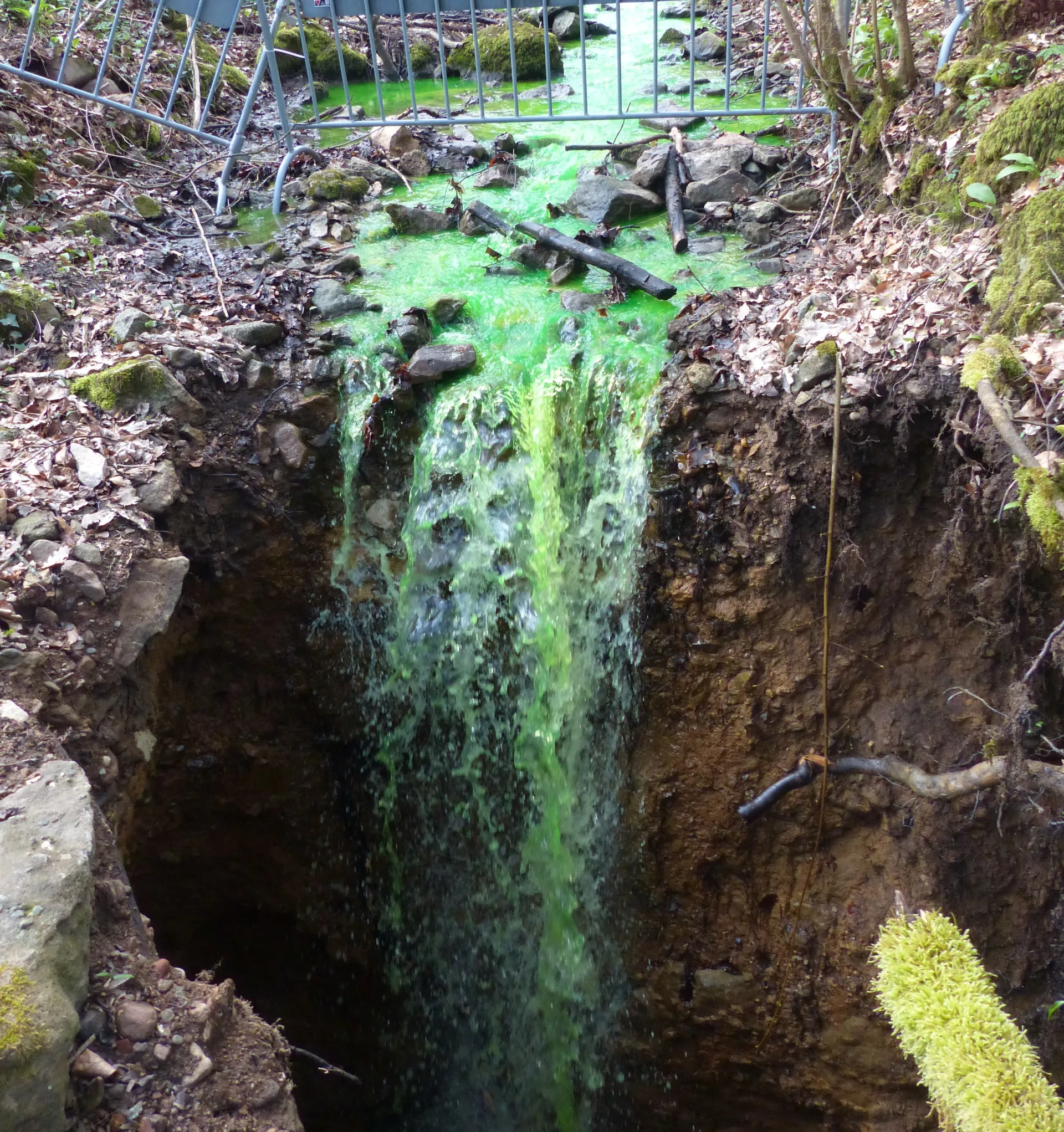 Foto zeigt einen mit Farbstoff leuchtend grün markierten Bach, der in einem Loch im Boden verschwindet.